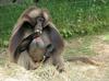 Gelada Baboon (Theropithecus gelada) - Wiki