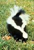 Striped Skunk (Mephitis mephitis) - Wiki