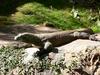 Komodo Dragon (Varanus komodoensis) - Wiki