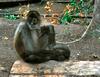 Geoffroy's Spider Monkey (Ateles geoffroyi) - Wiki