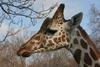 Somali Giraffe (Giraffa camelopardalis reticulata) - Wiki