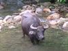 Carabao (Bubalus bubalis carabanesis) - Wiki