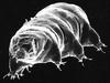 Tardigrade / Water Bear (Tardigrada) - Wiki