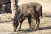 Chinese Goral (Nemorhaedus caudatus) - Wiki