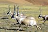 Tibetan Antelope, chiru (Pantholops hodgsonii) - Wiki
