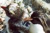 Southern Rockhopper Penguin (Eudyptes chrysocome) - Wiki