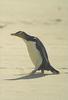 Yellow-eyed Penguin (Megadyptes antipodes) - Wiki
