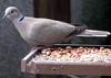 Eurasian Collared Dove (Streptopelia decaocto) - Wiki