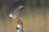 Eurasian Jay (Garrulus glandarius) - Wiki