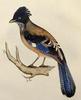 Lanceolated Jay (Garrulus lanceolatus) - Wiki