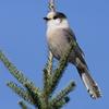 Gray Jay (Perisoreus canadensis) - Wiki