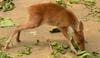 Water Deer (Hydropotes inermis) - Wiki