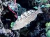 Black Grouper (Mycteroperca bonaci) - Wiki