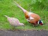 Ring-necked Pheasant (Phasianus colchicus) - Wiki