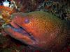 Giant Moray Eel (Gymnothorax javanicus)