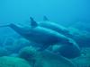Indo-Pacific Bottlenose Dolphin (Tursiops aduncus)