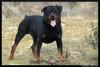 Rottweiler - Wiki