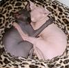 Sphynx cat - Wiki