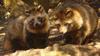 Raccoon Dog (Nyctereutes procyonoides)  - Wiki