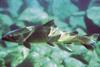 Bull Trout (Salvelinus confluentus) - Wiki