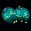 Toxoplasma gondii - Wiki