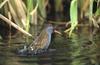 Water Rail (Rallus aquaticus) - Wiki