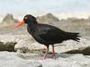 Sooty Oystercatcher (Haematopus fuliginosus) - Wiki