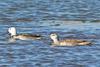 Cotton Pygmy Goose (Nettapus coromandelianus) - Wiki