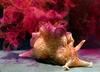 California Sea Slug (Aplysia californica) - Wiki