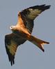 Red Kite (Milvus milvus) - Wiki