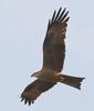 Black Kite (Milvus migrans) - Wiki