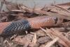 Spitting Cobra (Naja sp.) - Wiki