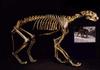 고대유럽사자 Cave Lion (Panthera leo spelaea)