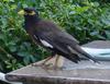 Common Myna (Acridotheres tristis) - Wiki