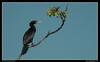 Little Cormorant (Phalacrocorax niger) - Wiki