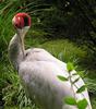 Sarus Crane (Grus antigone) - Wiki