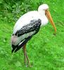 Painted Stork (Mycteria leucocephala) - Wiki