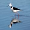 Black-winged Stilt (Himantopus himantopus) - Wiki