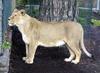 Asiatic Lion (Panthera leo persica) - Wiki