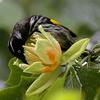 New Holland Honeyeater (Phylidonyris novaehollandiae) - Wiki