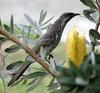 Little Wattlebird (Anthochaera chrysoptera) - Wiki