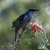 Wattlebird (Meliphagidae) - Wiki