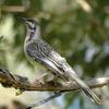 Red Wattlebird (Anthochaera carunculata) - Wiki