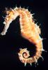 Seahorse (Hippocampus sp.) - Wiki