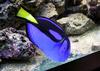 Blue Tang (Paracanthurus hepatus) - Wiki