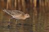 Ruff (Philomachus pugnax) - Wiki