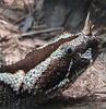 Rhinoceros Viper (Bitis nasicornis) - Wiki