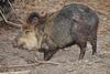 Collared Peccary (Tayassu tajacu) - Wiki