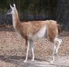 Guanaco (Lama guanicoe) - Wiki