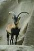 Ibex (Capra sp.) - Wiki